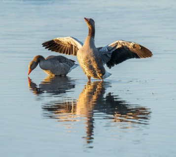 Greylag goose (Anser anser) two greylag geese standing in the shallows of a wetland, one goose