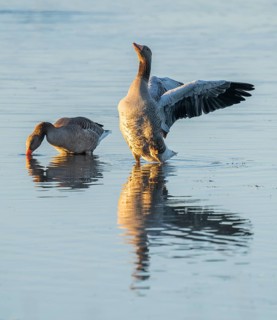 Greylag goose (Anser anser) two greylag geese standing in the shallows of a wetland, one goose