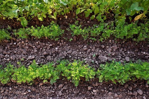 Carrot herb, carrot, garden carrot, carrot root, yellow turnip (Daucus carota subsp. sativus)