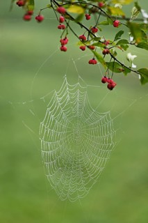 Spider web with morning dew on the fruit of the Common spindle bush (Euonymus europaeus), also