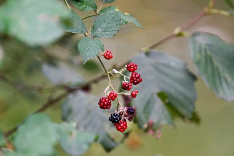 Colourful mix of ripe black and unripe red blackberries (Rubus), on a deciduous shrub, Switzerland