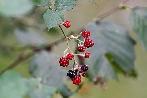 Colourful mix of ripe black and unripe red blackberries (Rubus), on a deciduous shrub, Switzerland