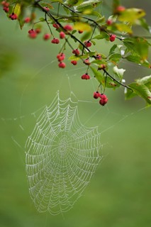 Spider web with morning dew on the fruit of the Common spindle bush (Euonymus europaeus), also
