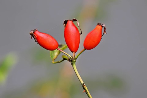 Red fruits of the rose hip (Rosa Rugosa), Switzerland
