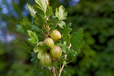 Fruit of the gooseberry (Ribes uva-crispa)