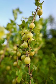 Fruit of the gooseberry (Ribes uva-crispa)