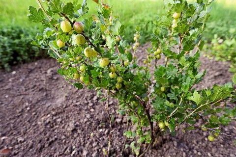 Fruit of the gooseberry (Ribes uva-crispa)