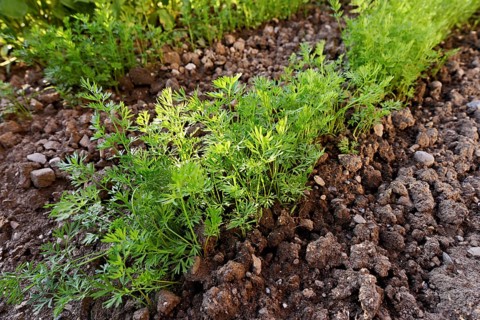 Carrot herb, carrot, garden carrot, carrot root, yellow turnip (Daucus carota subsp. sativus)