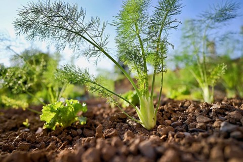 Herb and bulb of fennel (Foeniculum vulgare), spice and medicinal plant