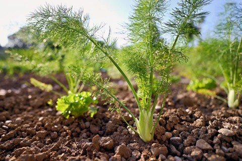 Herb and bulb of fennel (Foeniculum vulgare), spice and medicinal plant