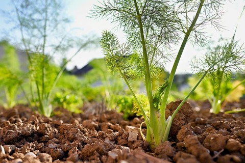 Herb and bulb of fennel (Foeniculum vulgare), spice and medicinal plant