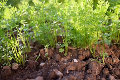 Carrot herb, carrot, garden carrot, carrot root, yellow turnip (Daucus carota subsp. sativus)