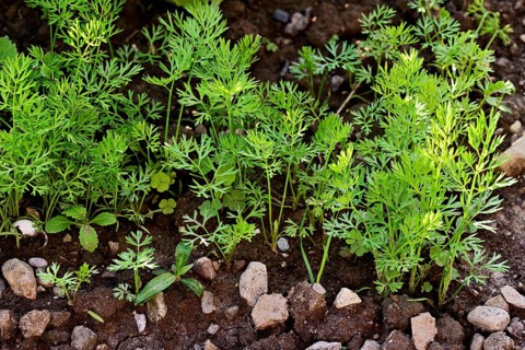 Carrot herb, carrot, garden carrot, carrot root, yellow turnip (Daucus carota subsp. sativus)