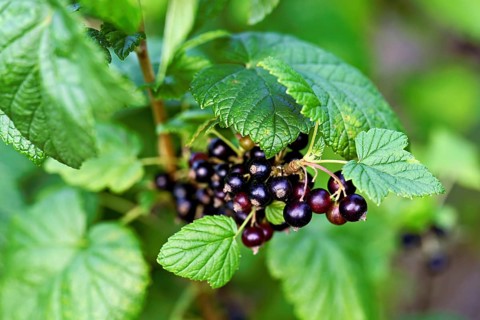 Black currants (Ribes nigrum), on a bush