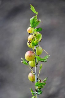 Fruit of the gooseberry (Ribes uva-crispa)