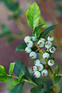 Half ripe fruit of the blueberry (Vaccinium)