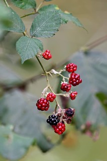 Colourful mix of ripe black and unripe red blackberries (Rubus), on a deciduous shrub, Switzerland