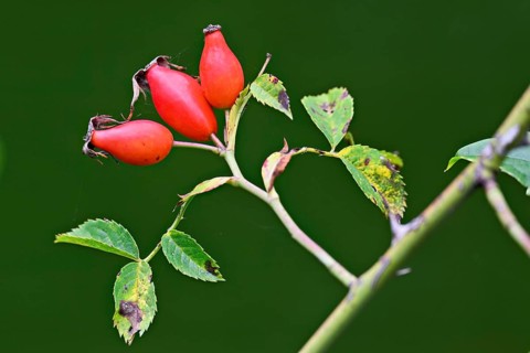 Red fruits of the rose hip (Rosa Rugosa), Switzerland
