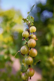 Fruit of the gooseberry (Ribes uva-crispa)