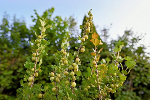 Fruit of the gooseberry (Ribes uva-crispa)