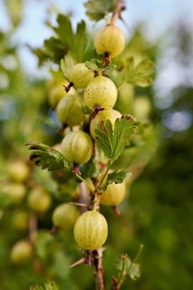 Fruit of the gooseberry (Ribes uva-crispa)