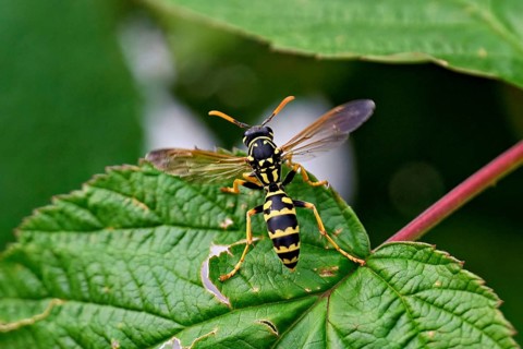 House field wasp (Polistes dominula), taking off from a leaf, Switzerland