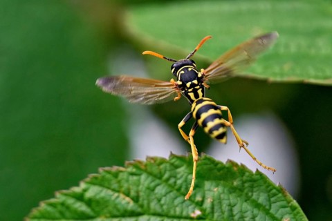 House field wasp (Polistes dominula), taking off from a leaf, Switzerland