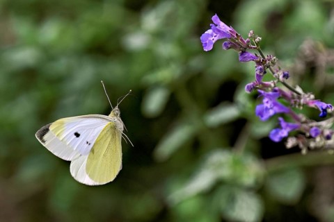 Small white (Pieris rapae), approaching the flower of catmint (Nepeta), Switzerland