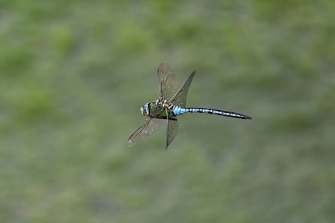 Large king dragonfly (Anax imperator), in flight, Switzerland