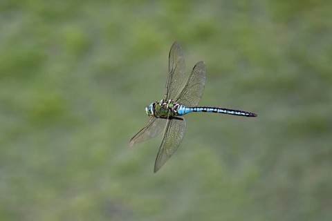 Large king dragonfly (Anax imperator), in flight, Switzerland