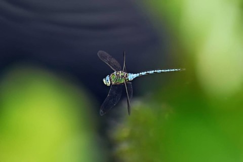 Large king dragonfly (Anax imperator), in flight, Switzerland