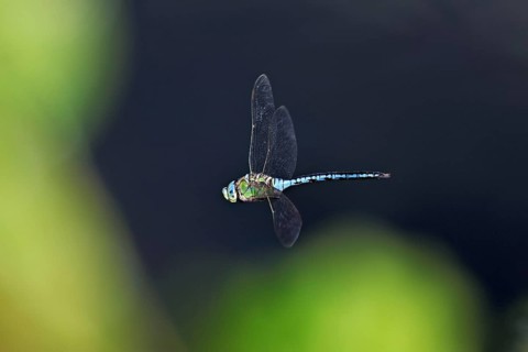 Large king dragonfly (Anax imperator), in flight, Switzerland