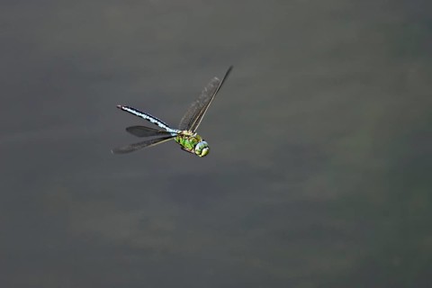 Large king dragonfly (Anax imperator), in flight, Switzerland