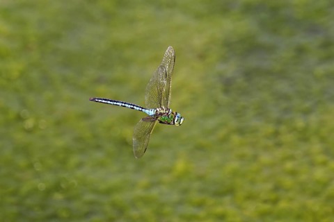 Large king dragonfly (Anax imperator), in flight, Switzerland
