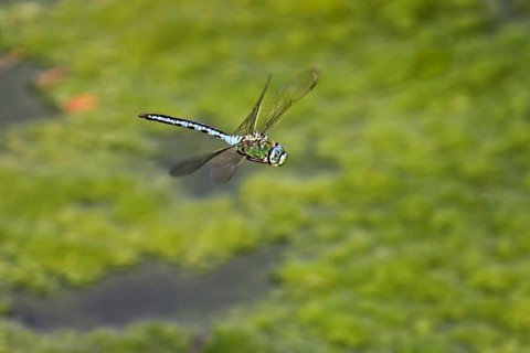 Emperor dragonfly (Anax imperator), in flight, Switzerlandq