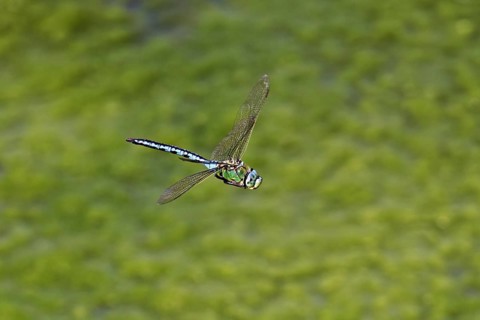 Large king dragonfly (Anax imperator), in flight, Switzerland