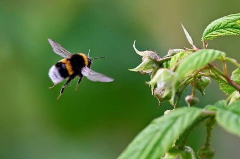 Large earth bumblebee (Bombus terrestris), approaching a flower, Switzerland