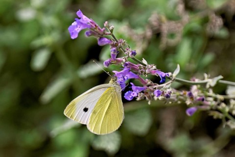 Small white (Pieris rapae), on the flower of catmint (Nepeta), Switzerland