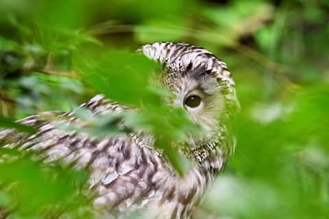 Ural owl (Strix uralensis), captive, Switzerland