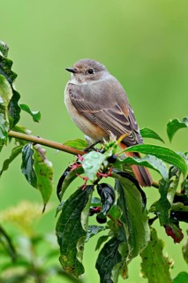 Black redstart (Phoenicurus ochruros), female on dogwood (Cornus sanguinea), sitting, Switzerland