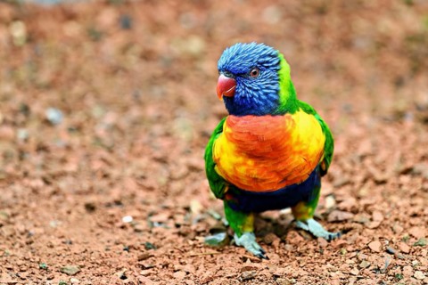 Rainbow Lorikeet (Trichoglossus haematodus), captive, occurrence Australia