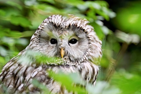 Ural owl (Strix uralensis), captive, Switzerland