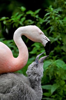 Chilean flamingos (Phoenicopterus chilensis), with juvenile, captive, Switzerland