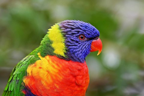 Rainbow Lorikeet (Trichoglossus haematodus), captive, occurrence Australia