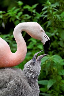 Chilean flamingos (Phoenicopterus chilensis), with juvenile, captive, Switzerland