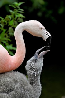 Chilean flamingos (Phoenicopterus chilensis), with juvenile, captive, Switzerland
