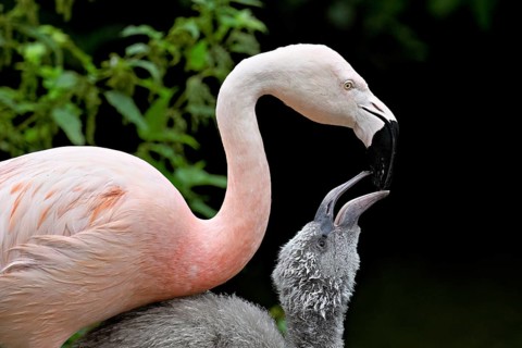 Chilean flamingos (Phoenicopterus chilensis), with juvenile, captive, Switzerland