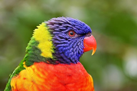 Rainbow Lorikeet (Trichoglossus haematodus), captive, occurrence Australia