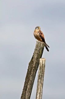 Kestrel (Falco tinnunculus), male sitting on a tree trunk, Switzerland