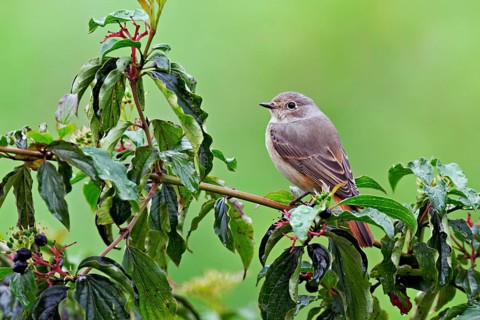Black redstart (Phoenicurus ochruros), female on dogwood (Cornus sanguinea), sitting, Switzerland